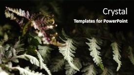  Presentation with fern - PPT layouts with fern leaves background and a black colored foreground