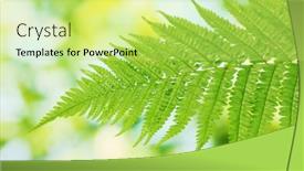  Presentation with fern - 