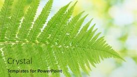  Presentation with fern - 