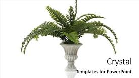  Presentation with fern - PPT theme having fern plant in a stone background and a white colored foreground