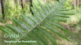  Presentation with fern - Cool new presentation theme with fern-plant-in-sporophyte-phase backdrop and a tawny brown colored foreground