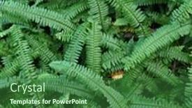  Presentation with fern - Theme having fern-plants-in-forest-background background and a forest green colored foreground