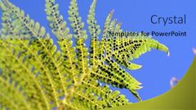  Presentation with fern - Beautiful presentation theme featuring fern backdrop and a light blue colored foreground