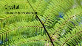  Presentation with new zealand - Amazing presentation design having ferns - image of a typical fern backdrop and a yellow colored foreground