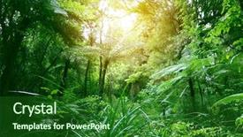  Presentation with ferns - Audience pleasing presentation theme consisting of ferns - tree canopy in tropical jungle backdrop and a forest green colored foreground