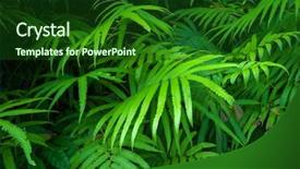  Presentation with ferns - Cool new slide set with green foliage tropical background rain backdrop and a forest green colored foreground