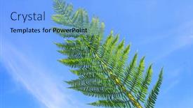  Presentation with ferns - Audience pleasing PPT layouts consisting of closeup unfurling frond - ferns backdrop and a light blue colored foreground