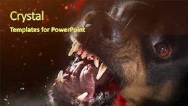  Presentation with black - Amazing PPT theme having ferocious rottweiler barking mad backdrop and a tawny brown colored foreground