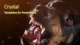  Presentation with black - Cool new slides with ferocious rottweiler barking mad backdrop and a tawny brown colored foreground