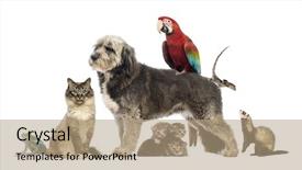  Presentation with reptile - Beautiful PPT theme featuring ferret - group of pets group backdrop and a coral colored foreground
