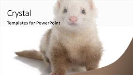  Presentation with old - PPT layouts featuring ferret - mustela putorius furo 7 background and a  colored foreground