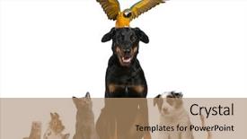  Presentation with pets - Slide set featuring ferret - portrait of group of pets background and a coral colored foreground