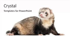  Presentation with old - Cool new presentation theme with ferret 1 year old lying backdrop and a  colored foreground