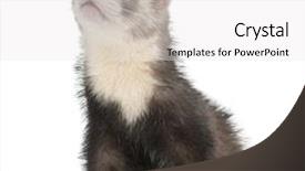  Presentation with old photographs black and white - PPT theme having ferret 3 months old sitting background and a white colored foreground