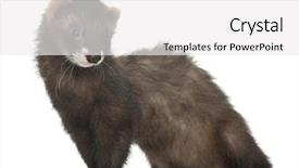  Presentation with old - PPT theme enhanced with ferret 5 months old standing background and a  colored foreground
