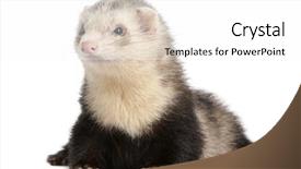  Presentation with black and white old phone - Slides enhanced with ferret 8 months old lying background and a  colored foreground
