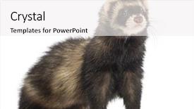  Presentation with old - Cool new PPT theme with  backdrop and a  colored foreground.