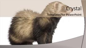  Presentation with old - Presentation consisting of ferret 9 months old looking background and a  colored foreground