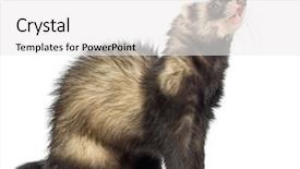  Presentation with old philippine - Audience pleasing presentation design consisting of ferret 9 months old sitting backdrop and a  colored foreground