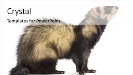  Presentation with old mines - Slide set featuring ferret 9 months old sitting background and a  colored foreground