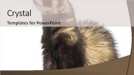  Presentation with hawaii old - Amazing slide set having ferret 9 months old sitting backdrop and a  colored foreground