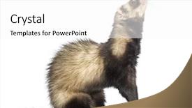  Presentation with old philippine - Presentation design with ferret 9 months old standing background and a  colored foreground