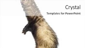  Presentation with old tv - PPT theme with ferret 9 months old standing background and a  colored foreground