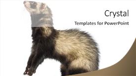  Presentation with old - Slide deck having ferret 9 months old standing background and a  colored foreground