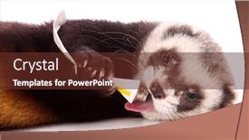  Presentation with eating - Presentation theme with ferret eating some tube isolated on white background and a tawny brown colored foreground