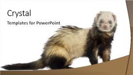  Presentation with camera - Cool new slide set with ferret looking at the camera backdrop and a  colored foreground