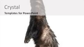  Presentation with silver fern black white flag - PPT theme having ferret-on-hind-legs-looking background and a light gray colored foreground
