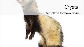  Presentation with silver fern black white flag - Presentation theme with ferret on his hind legs background and a  colored foreground
