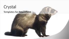  Presentation with white - Presentation design featuring ferret sitting and looking right background and a  colored foreground