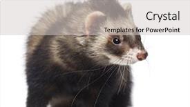  Presentation with white - Slide deck having ferret sitting and looking right background and a  colored foreground