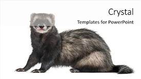  Presentation with silver fern black white flag - Cool new presentation with ferret sitting isolated on white backdrop and a  colored foreground