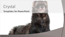  Presentation with isolated paw prints over white - Colorful presentation enhanced with ferret-standing-on-his-front backdrop and a light gray colored foreground