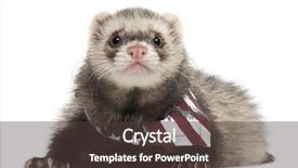  Presentation with 3d figure american flag - Presentation theme consisting of ferret wearing american flag scarf background and a  colored foreground