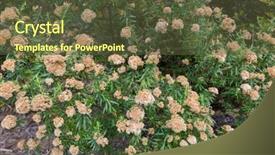  Presentation with growing tree - PPT theme enhanced with ferrugineus growing in high heathy background and a tawny brown colored foreground