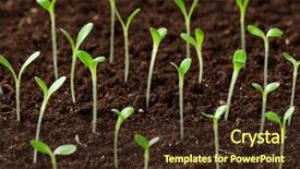  Presentation with seedling - Presentation theme enhanced with fertile soils - close-up of green seedling growing background and a wine colored foreground