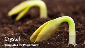  Presentation with seedling - Audience pleasing slides consisting of fertile soils - close-up of seedling backdrop and a wine colored foreground