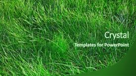  Presentation with beautiful green - Beautiful PPT theme featuring fertilisation - beautiful fresh green grass summer backdrop and a  colored foreground
