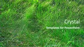  Presentation with pistachio texture nuts green fresh - Theme with fertilisation - beautiful fresh green grass summer background and a  colored foreground