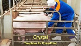  Presentation with fertilization - Slides having fertilization at agriculture reproduction farm background and a tawny brown colored foreground