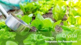  Presentation with fertilizer - Presentation theme with fertilizer-of-lettuce background and a shamrock green colored foreground