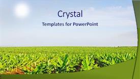  Presentation with fertilizer production - Slides with fertilizer production - banana field wih sun background and a sky blue colored foreground