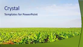  Presentation with fertilizer production - Cool new PPT theme with young couple taking a walk on beautiful flower field backdrop and a tawny brown colored foreground