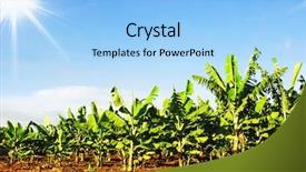  Presentation with fertilizer production - Presentation theme enhanced with fertilizer production - banana plantation background and a light blue colored foreground