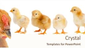  Presentation with hen - Slide deck enhanced with fertilizer production - beautiful family consisting of mother background and a cream colored foreground