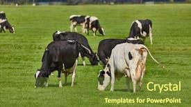  Presentation with fertilizer production - Slide deck featuring fertilizer production - cows grazing the fresh grass background and a tawny brown colored foreground