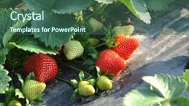  Presentation with fertilizer production - Cool new PPT theme with fertilizer production - cultivation of strawberries closeup view backdrop and a ocean colored foreground